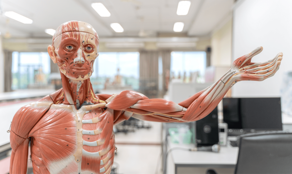 14 Jobs that rely on Anatomy and Physiology Human Anatomy Course